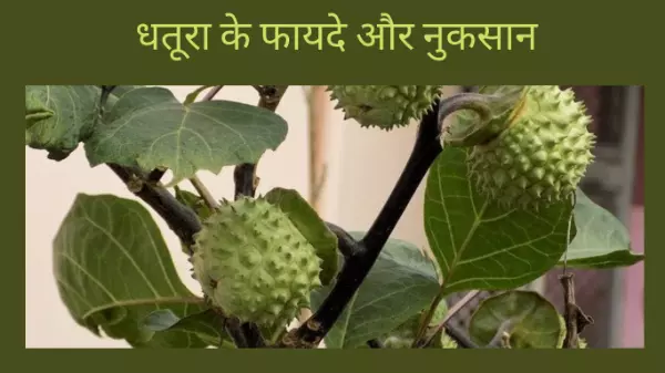Health benefits of Datura in hindi