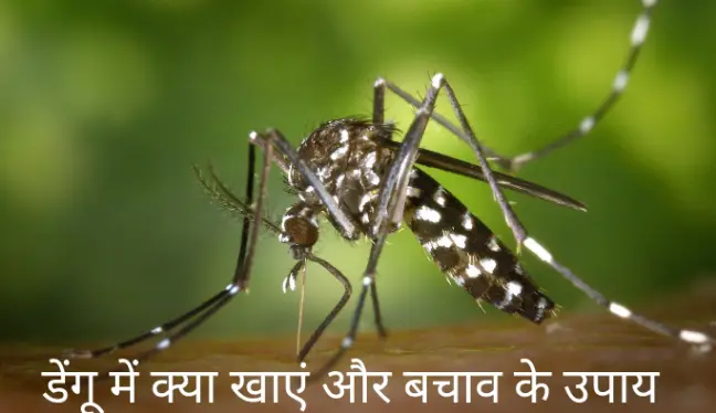 Dengue ka ilaj hindi main