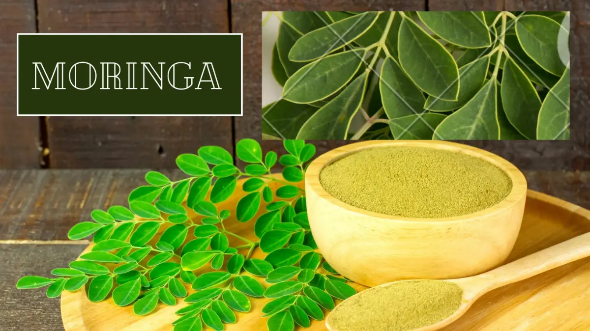 Moringa benefits and side effects in hindi