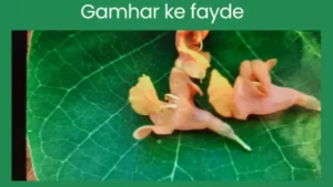 Gamhar ke fayde in hindi