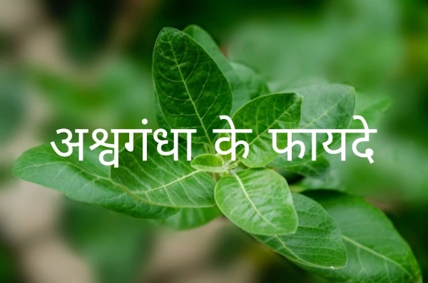 Benefits of Ashwagandha in hindi