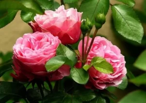 gulab ke fayde rose flower benefits in hindi