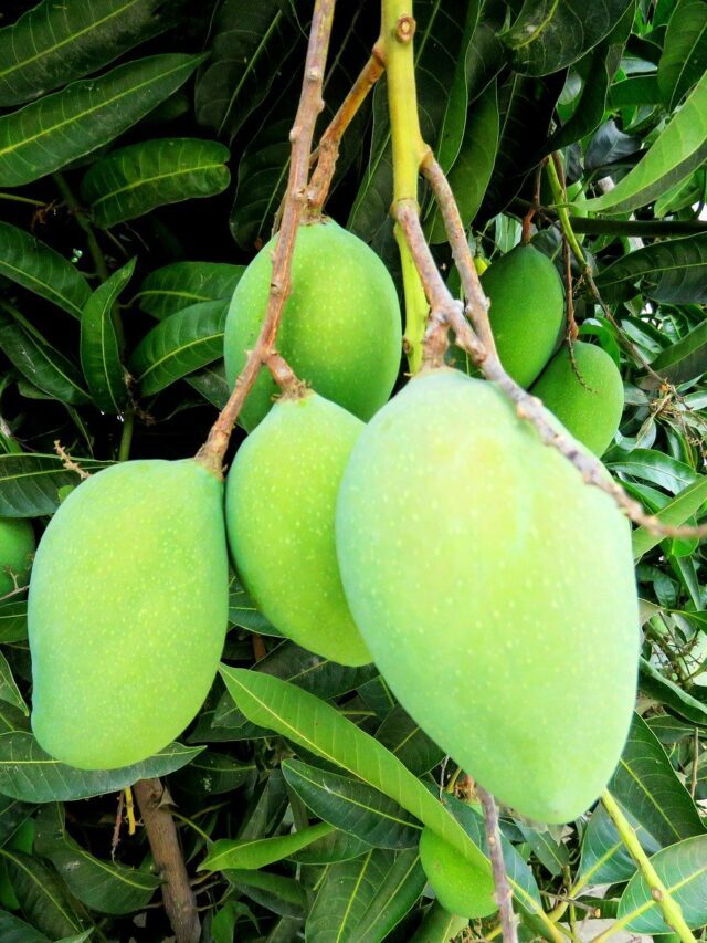 Benefits of raw mango | कच्चे आम खाने के फायदे और सेवन करने के तरीके