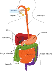 Digestive system in hindi