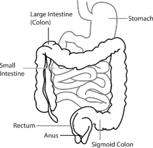 Digestive system in hindi