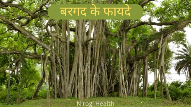 banyan tree bargad ka pedh in hindi
