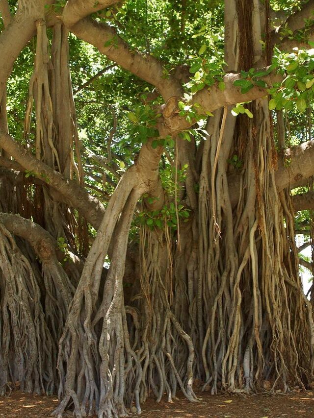 Banyan tree in hindi | बरगद के फायदे, औषधीय गुण और उपयोग
