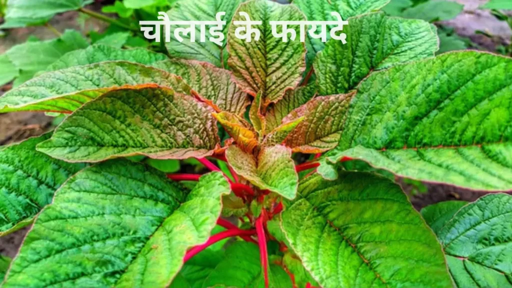 Amaranth in hindi