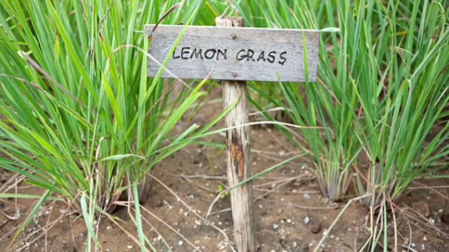 Lemongrass Benefits in hindi