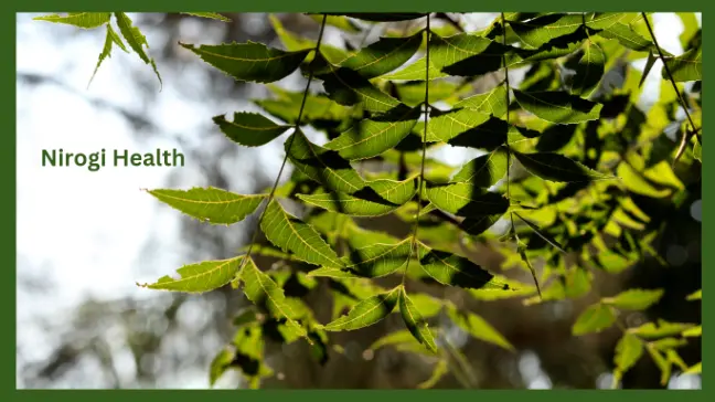 neem tree benefits in hindi