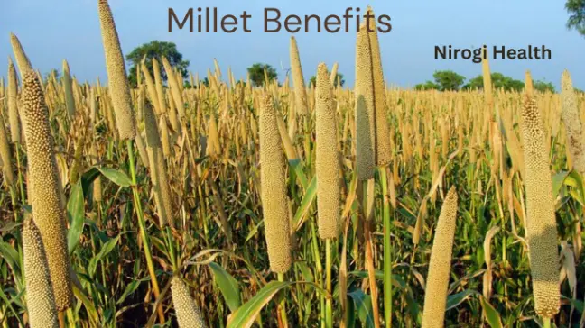 Millet main nutrition