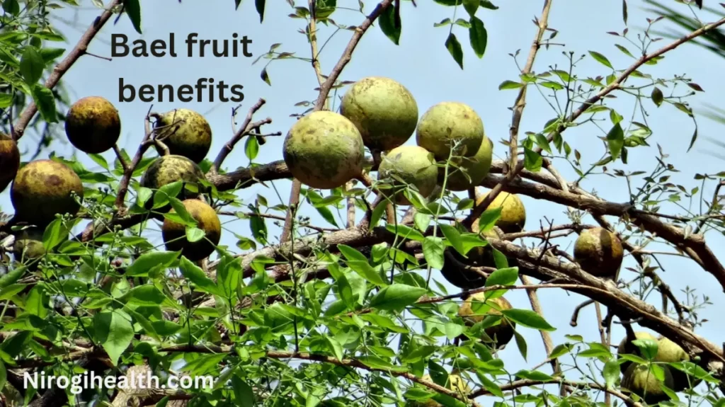 bael fruit benefits in hindi